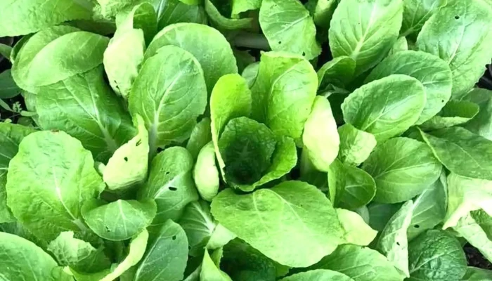 Vivero Atlantida Cerca De Mi - Estación Atlántida