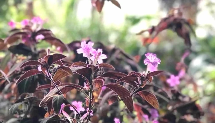 Vivero Atlantida Puntaje - Estación Atlántida