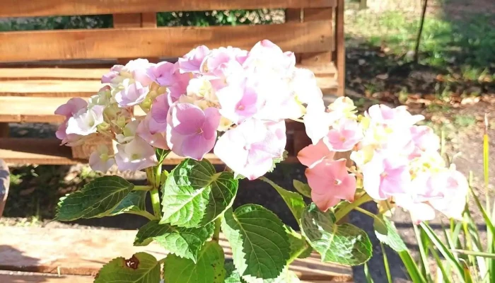 Vivero Criollo - 75200 Cardona