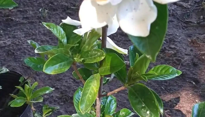 Vivero El Paseo Verde -  Del Propietario - Guichón