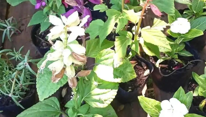 Vivero El Paseo Verde -  Instagram - Guichón