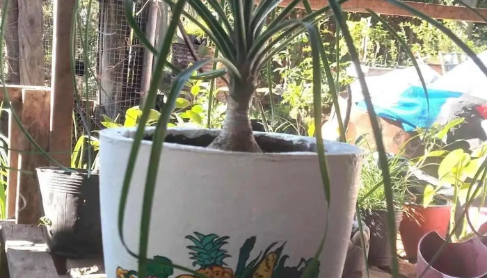 Vivero El Rancho -  Del Propietario - Quebracho