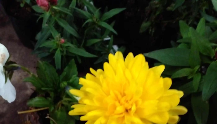 Vivero El Rancho -  Descuentos - Quebracho