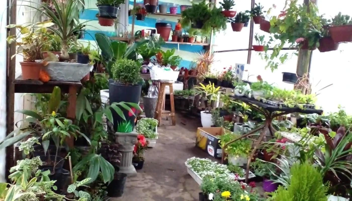 Vivero El Rancho -  Instagram - Quebracho