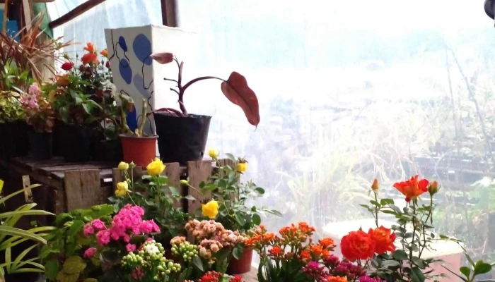 Vivero El Rancho -  Sitio Web - Quebracho