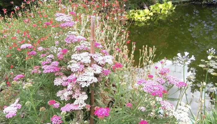 Vivero Jardin Diana - 70201 Nueva Helvecia