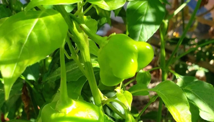 Vivero Jardines Del Sacramento -  Cerca De Mi - Col. del Sacramento