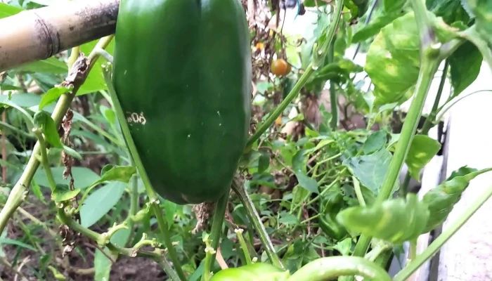 Vivero Jardines Del Sacramento -  Fotos - Col. del Sacramento