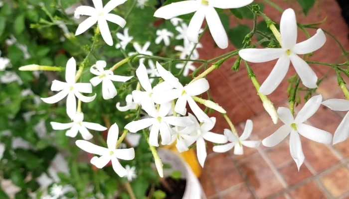 Vivero Jardines Del Sacramento -  Numero - Col. del Sacramento