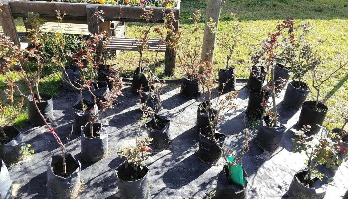 Vivero Koln -  Del Propietario - Estaci&oacute;n Atl&aacute;ntida