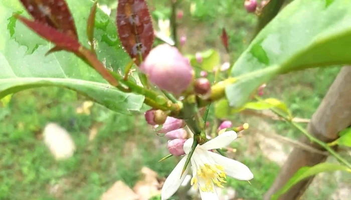Vivero Koln -  Direccion - Estaci&oacute;n Atl&aacute;ntida