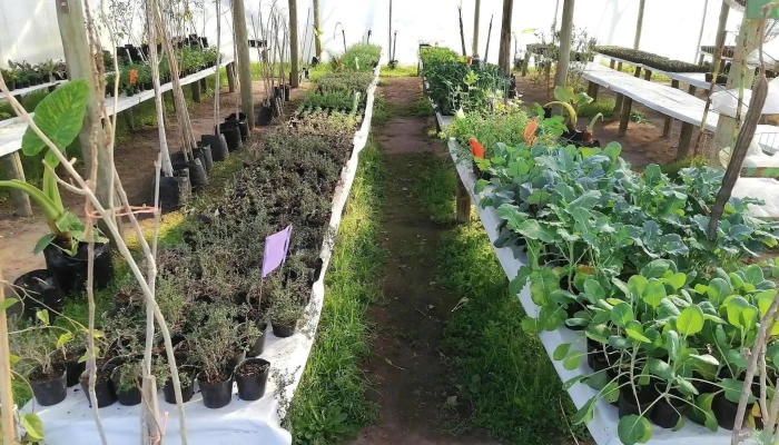 Vivero Koln -  Interior - Estaci&oacute;n Atl&aacute;ntida