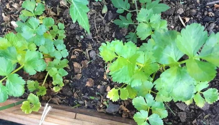 Vivero Koln -  Promocion - Estaci&oacute;n Atl&aacute;ntida