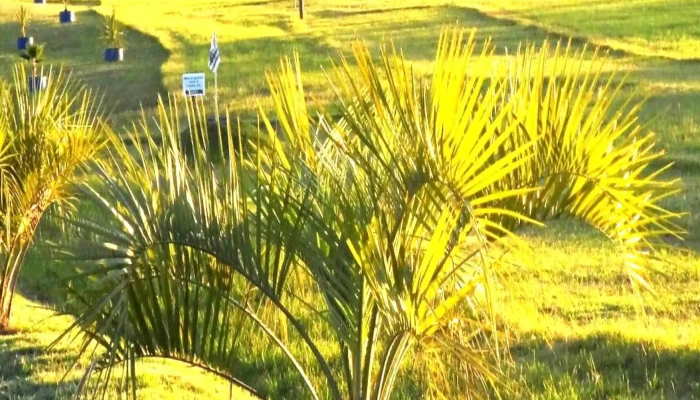 Vivero Koln -  Zona - Estaci&oacute;n Atl&aacute;ntida