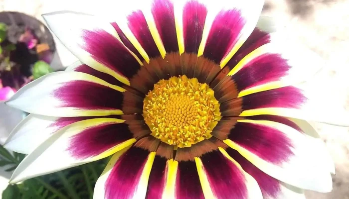 Vivero La Alegria Del Sol Horario - Juan L. Lacaze