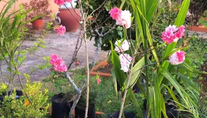 Vivero La Anacahuita - 94100 Sarandí Grande