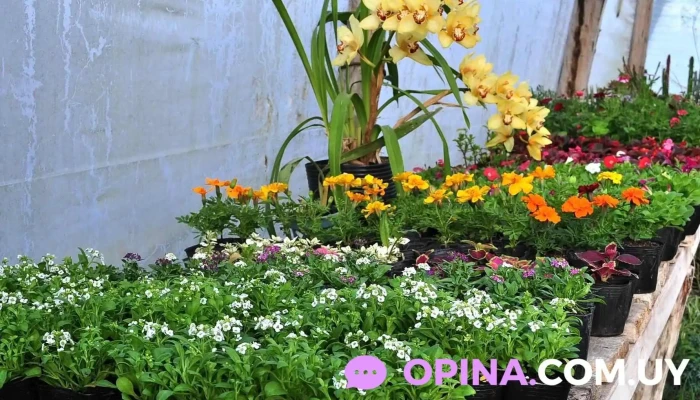 Vivero La Casita - 75100 Chacras De Dolores