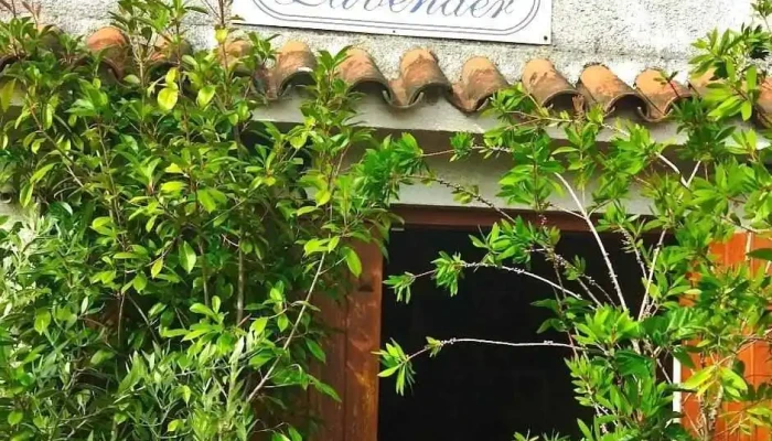 Vivero Lavender - 11500 Montevideo