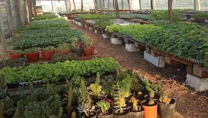 Vivero Línea Verde - 91200 San Bautista