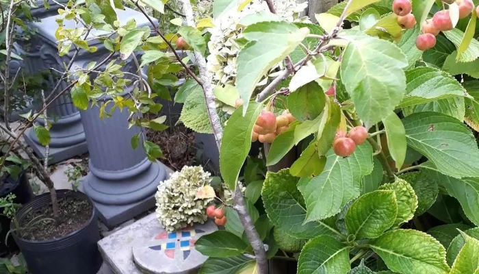 Vivero Los Arrayanes -  Jardin - Piriápolis