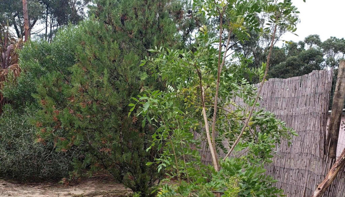 Vivero Los Arrayanes - Piriápolis