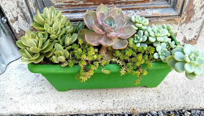 Vivero Los Cactus - 70300 Nueva Helvecia