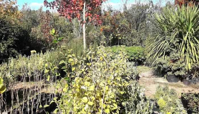 Vivero Lourdes - Unnamed Road