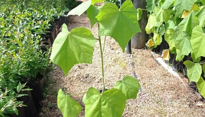 Vivero Mayorista El Sauce - Departamento De Canelones