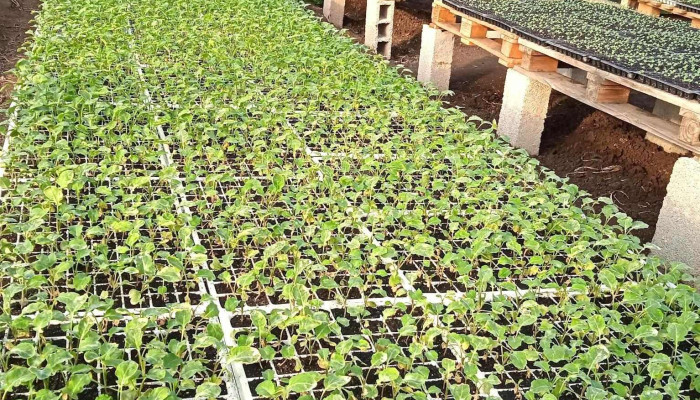 Vivero mayorista Yanella Ruiz - Departamento De Canelones