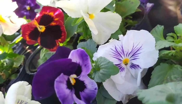 Vivero mi pequeña flor Segovia - 33000 Treinta Y Tres