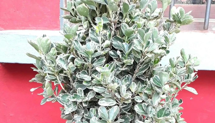 Vivero Monte Color -  Descuentos - Atlántida