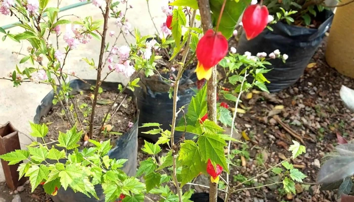 Vivero Monte Color -  Puntaje - Atlántida