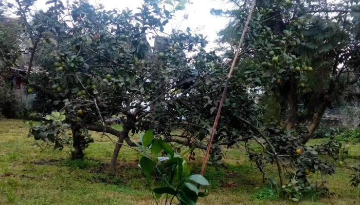 Vivero Monte Color -  Telefono - Atlántida