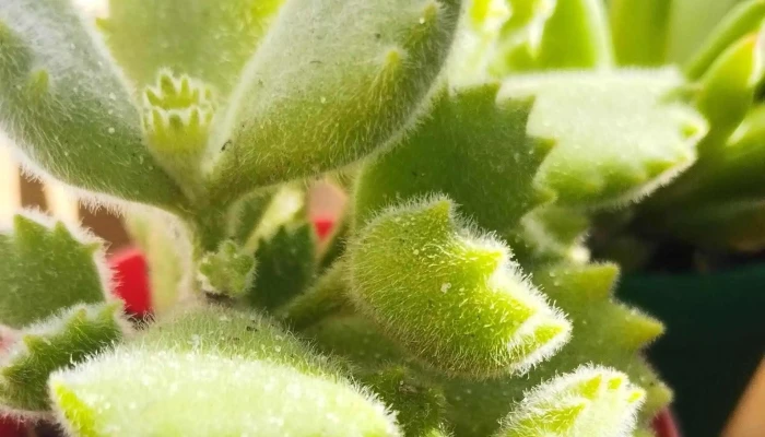 Vivero R Y G -  Fotos - Parque del Plata