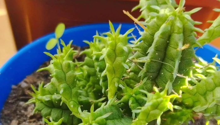 Vivero R Y G -  Sitio Web - Parque del Plata