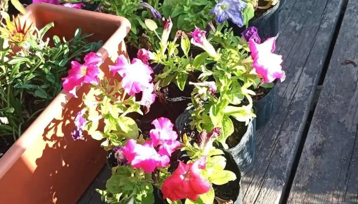 Vivero Rocio Vivero De Juanico Del Propietario - Juanicó