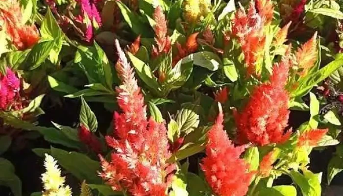 Vivero Rocío. Vivero de Juanicó - Juanicó