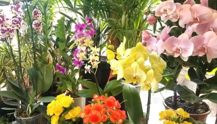 Vivero Tarino - 11400 Montevideo