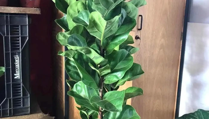 Vivero Tierra De Plantas -  Interior - Atlántida