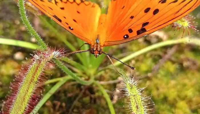 Vivero Tierra De Plantas -  Sitio Web - Atlántida
