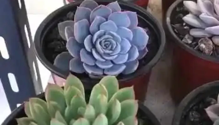 Vivero Tierra De Plantas -  Videos - Atlántida