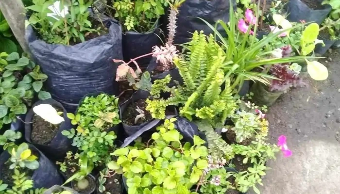 Vivero Universo Verde - Departamento De Rocha