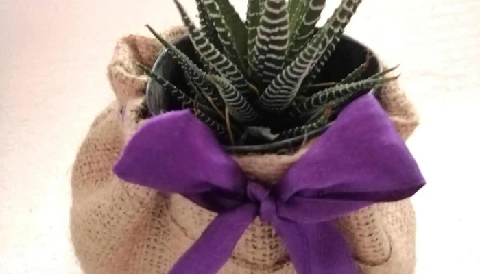 Vivero Yaxche Interior - Paysand&uacute;