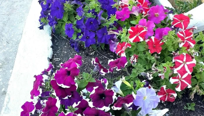 Vivero Yesi - 70300 Nueva Helvecia