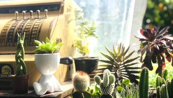 ViveroColoniaEstrella - C. Brasil Esquina