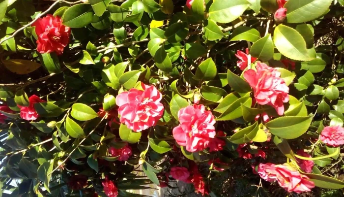 ViveroElFresno - 15500 Barros Blancos