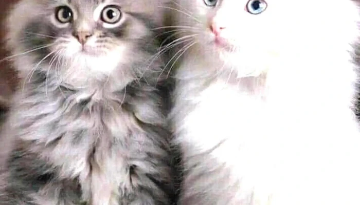 Viviendas Coleol - Pan De Azúcar