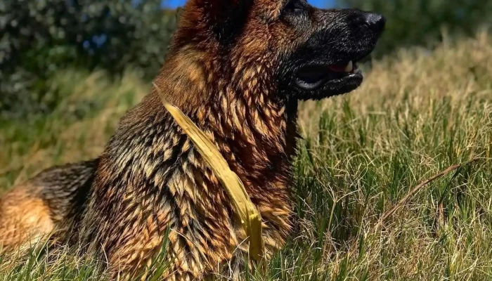 Von Schubert Haus Ovejeros Alemanes - 12400 Montevideo